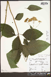 Eutrochium purpureum var. purpureum image