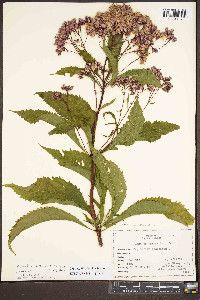 Eutrochium purpureum image