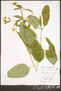 Helianthus decapetalus image