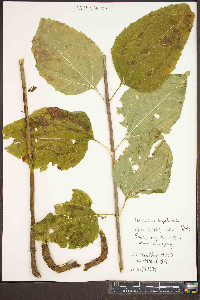 Helianthus decapetalus image