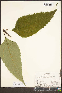 Helianthus decapetalus image