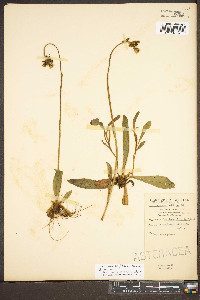 Hieracium caespitosum image