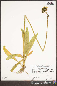 Hieracium caespitosum image