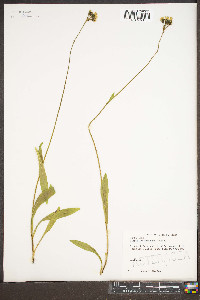 Hieracium caespitosum image