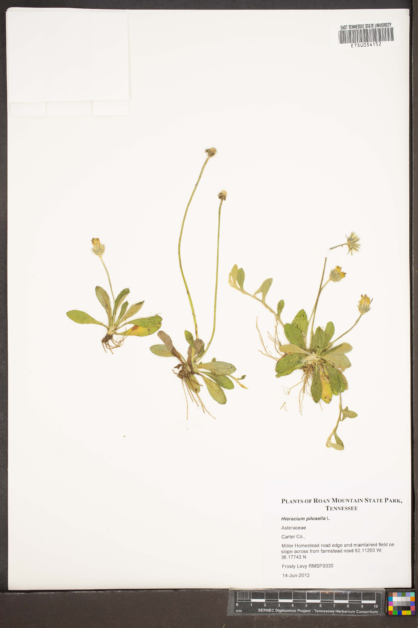 Hieracium pilosella image