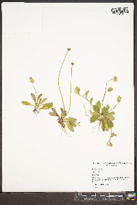 Hieracium pilosella image