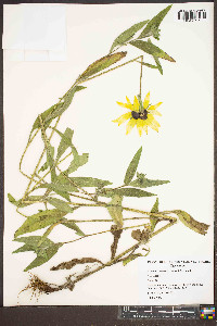 Rudbeckia hirta var. pulcherrima image