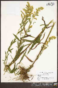 Solidago altissima var. altissima image