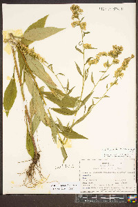 Solidago arguta var. caroliniana image