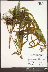 Solidago curtisii image