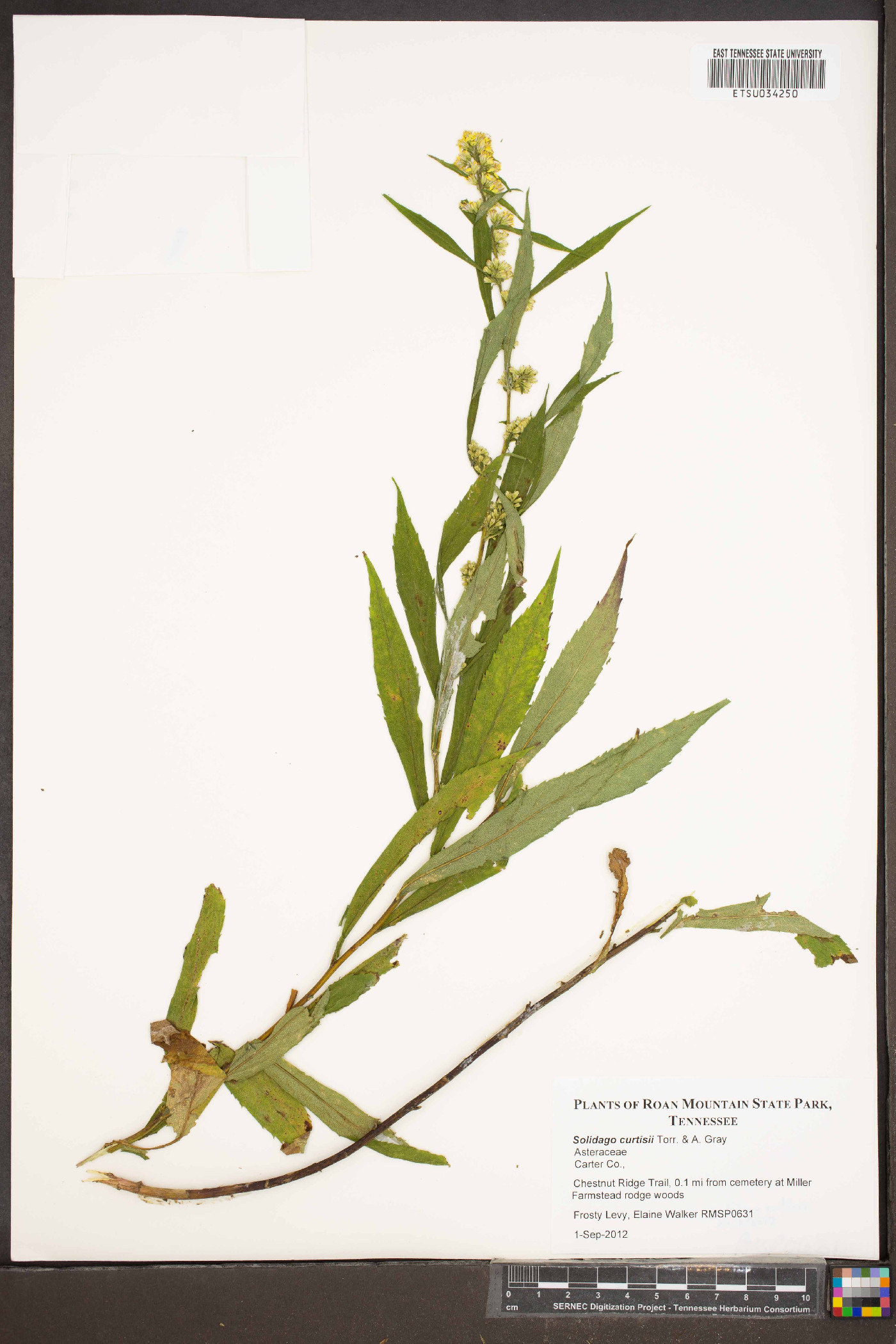 Solidago curtisii image