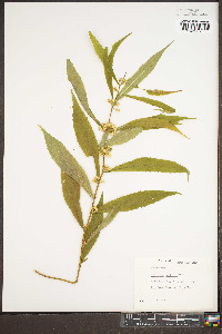 Solidago curtisii image