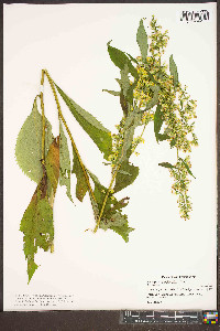 Solidago flaccidifolia image