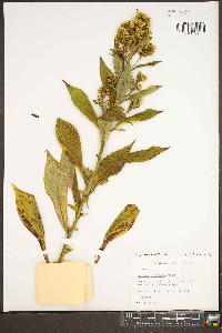 Solidago glomerata image