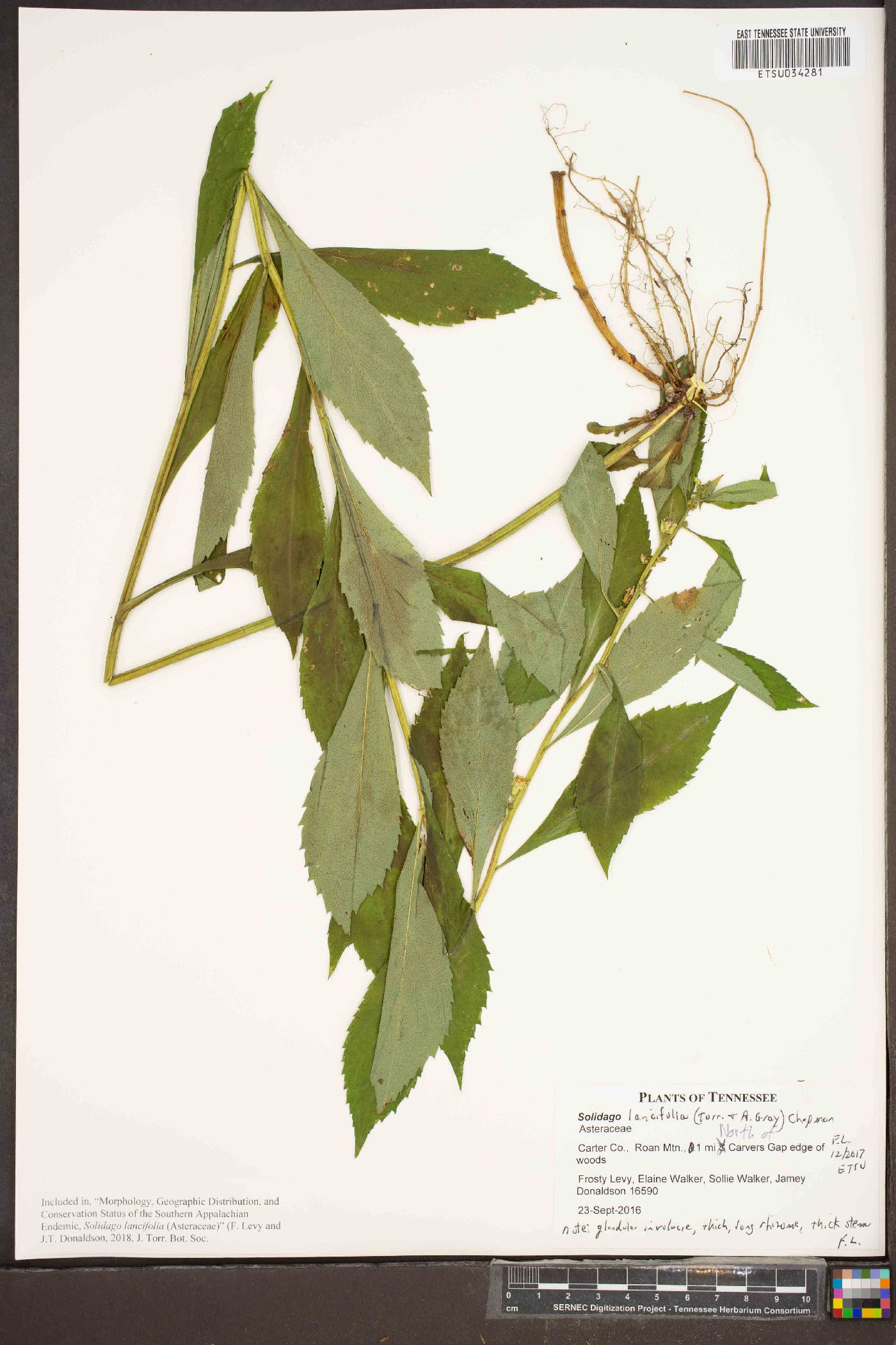 Solidago lancifolia image