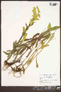 Solidago nemoralis var. nemoralis image