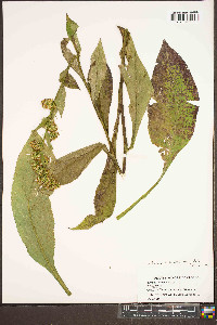 Solidago glomerata image