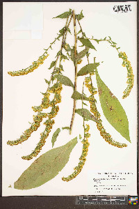 Solidago patula image