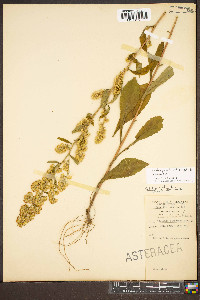 Solidago puberula var. puberula image