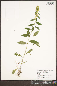 Solidago puberula var. puberula image