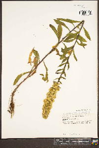 Solidago puberula image