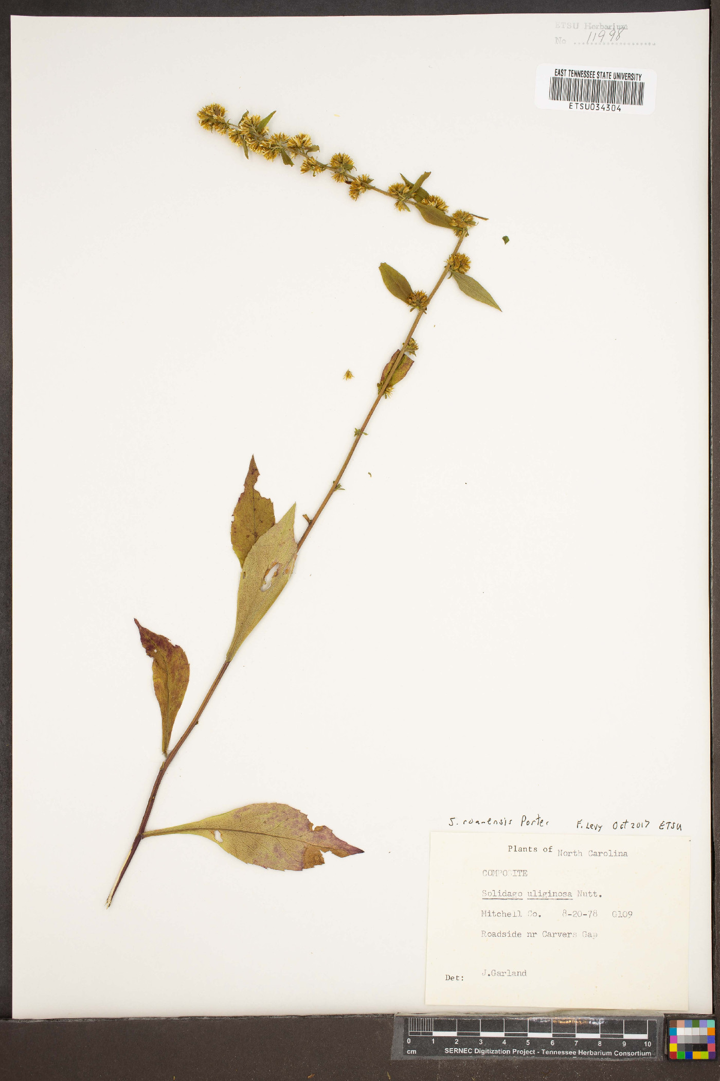 Solidago roanensis image