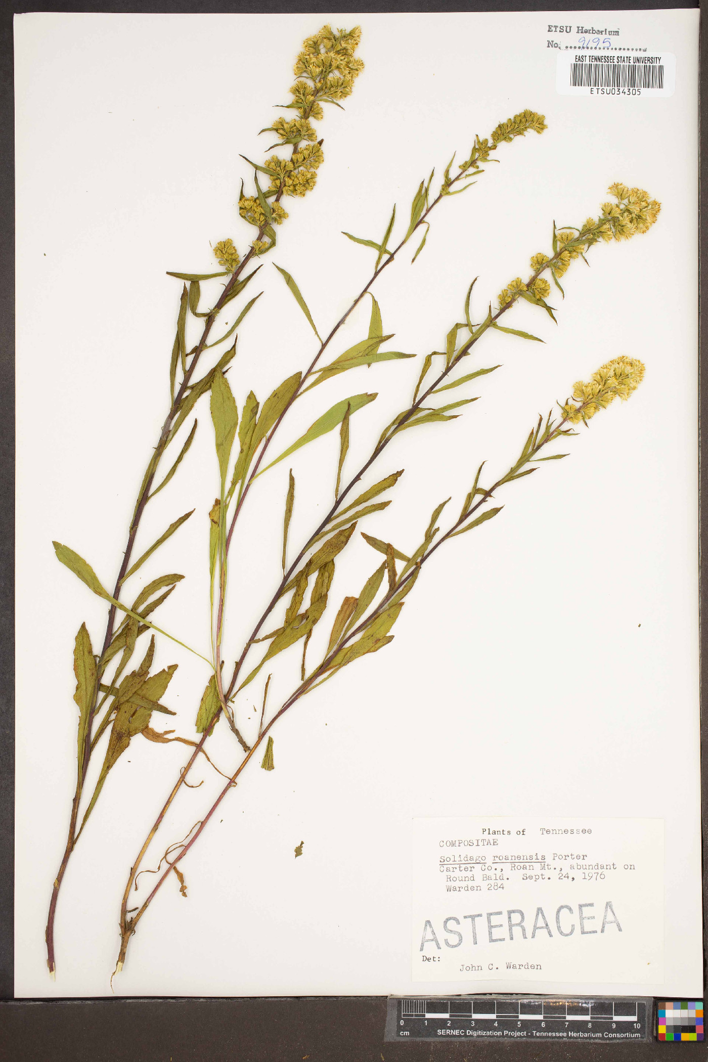 Solidago roanensis image