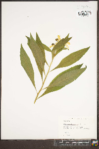 Verbesina alternifolia image