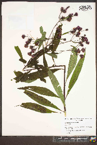 Vernonia noveboracensis image