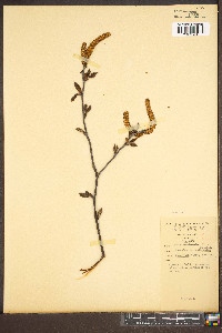 Alnus viridis var. crispa image