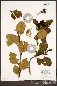 Alnus viridis image