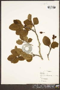 Alnus crispa image