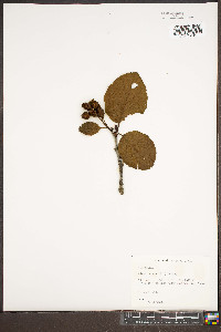 Alnus crispa image