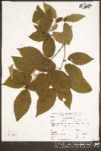 Betula alleghaniensis image