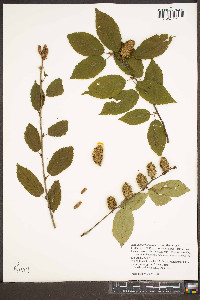 Betula alleghaniensis image