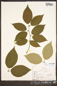 Betula alleghaniensis image