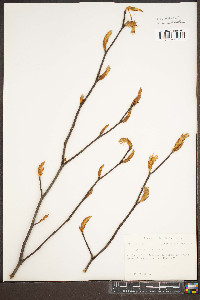 Betula alleghaniensis image