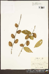 Betula alleghaniensis image