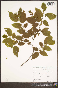 Carpinus caroliniana var. virginiana image