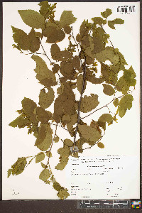 Carpinus caroliniana var. virginiana image