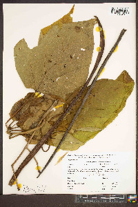 Catalpa speciosa image