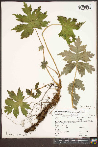 Hydrophyllum canadense image