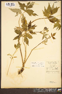 Hydrophyllum virginianum var. atranthum image