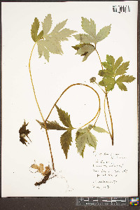 Hydrophyllum virginianum var. atranthum image