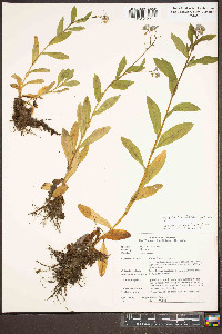 Myosotis laxa image