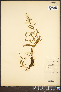 Myosotis scorpioides image