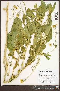 Brassica juncea image