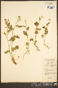 Cardamine clematitis image