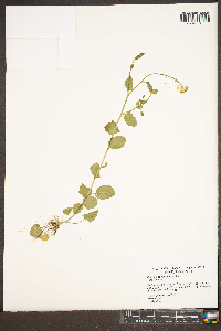 Cardamine rotundifolia image