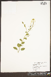 Cardamine rotundifolia image